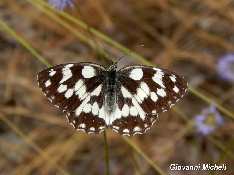 Parco del Ticino 13.6.15